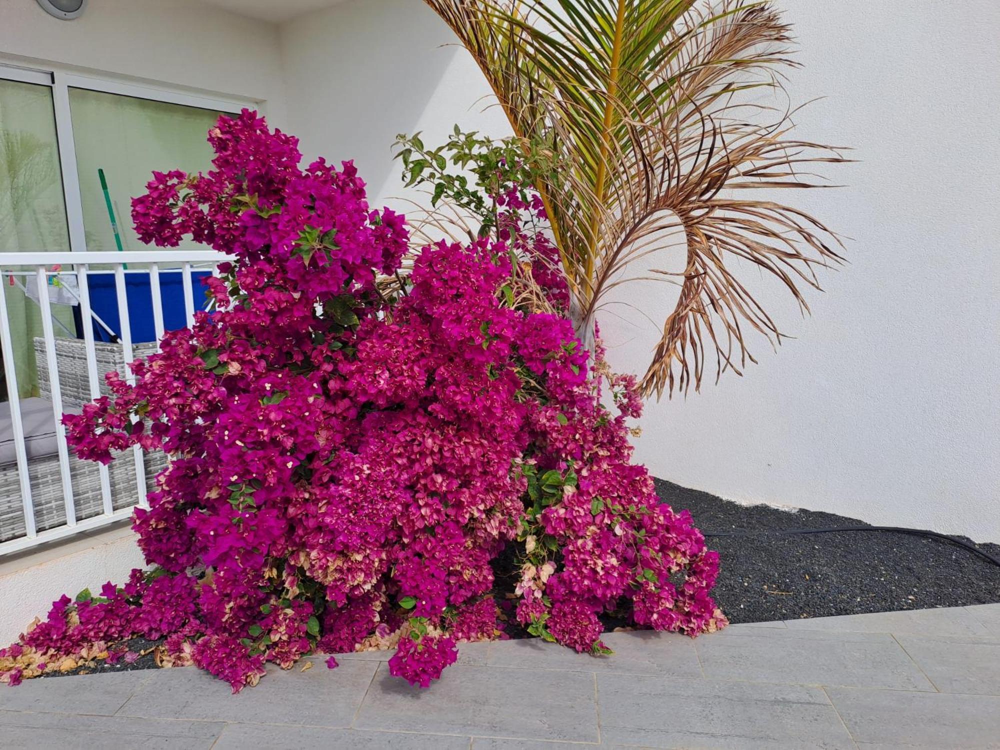 Luxury Sea View Senator Lanzarote Lägenhet Costa Teguise Exteriör bild